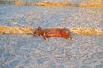 Rest dog, Trinidad, Cuba