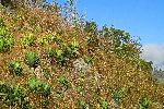 Vegetation along the road to Topes de Collantes, Trinidad, Cuba