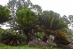 Jurasic fern, Topes de Collantes, Cuba
