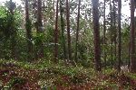 Jurasic fern and forest, Topes de Collantes, Cuba
