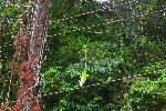 Orchid on a power line, Topes de Collantes, Cuba