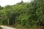 Road, Topes de Collantes, Cuba