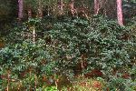 Coffee bushes, Cuba