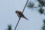 Bird on a power line, Topes de Collantes, Cuba