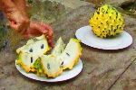Sugar apple, Cuba