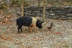 Farm animals, Santa Clara, Cuba
