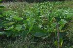 Malaga (taro), Cuba
