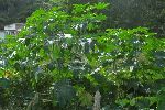 Castor tree, Cuba