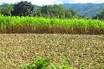 Sugar cane, Cuba