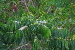 Coffee bushes, Cuba