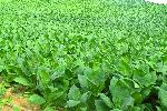 Tobacco leaf, Manicaragua, Cuba