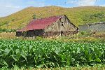 Tobacco leaf and drying barn, Manicaragua, Cuba