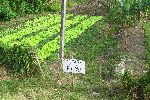 vegetable garden, Cuba