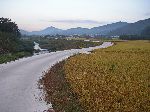 Rural road along dike, South Korea