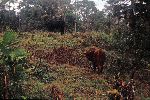 Ecuador, Palora, farm