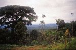 Ecuador, Palora, farm and forest