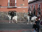 Ecuador, Quito: old town, mounted police