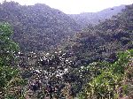 cloud forest
