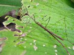 Maquipucuna; stick bug