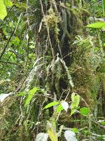 Maquipucuna; Strangler vine