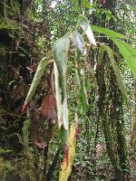 Maquipucuna; heliconia