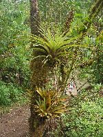 Maquipucuna; epiphytes