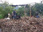 Sugar cane being crushed into juice