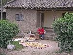 shucking corn
