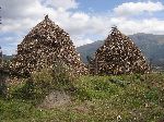 Stacks of dried corn stocks