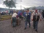 Saturday morning Otavalo animal market; 