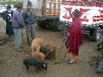 Saturday morning Otavalo animal market; 