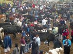 Saturday morning Otavalo animal market; 