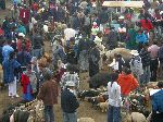 Saturday morning Otavalo animal market; 