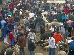 Saturday morning Otavalo animal market; 