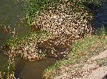 fish kill, Lake Fahuarcocha, Ibarra