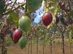 tomato des arbor (passion fruit)