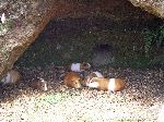 Cui (guinea pigs)