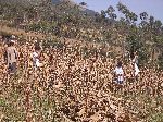 harvesting corn