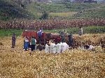 Family threshing grain