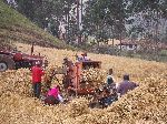 Family threshing grain