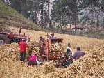 Family threshing grain