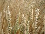 Field of uncut grain