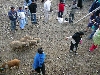 Otavalo animal market; sheep