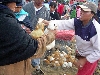 Otavalo animal market; guinea pig (cui)