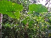 Maquipucuna; elephant ear
