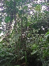 Maquipucuna