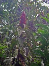 Maquipucuna