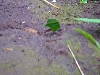 Maquipucuna; leaf-cutter ants