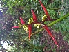 Maquipucuna; heliconia