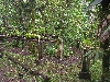Maquipucuna; orchid research garden